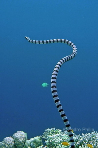 Banded sea krait (Laticauda colubrina)on the way to the s... by Andre Philip 
